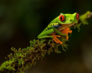 Costa Rica Frog Biodiversity