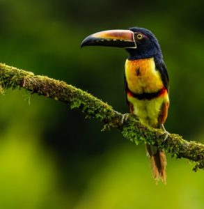 Costa Rica Bird Biodiversity